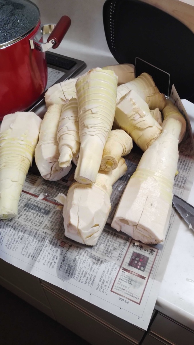 Fresh peeled bamboo shoots laid out ready for boiling