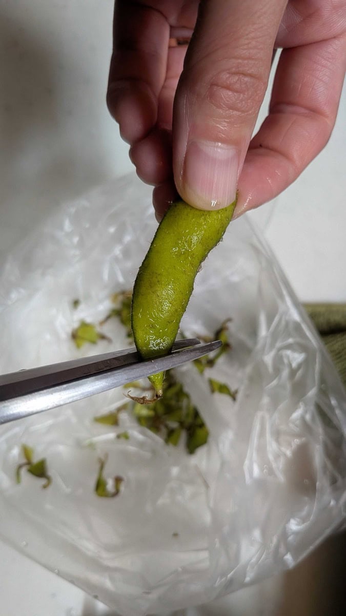 Snipping 5mm off the tip of an edamame pod with kitchen scissors over a bag