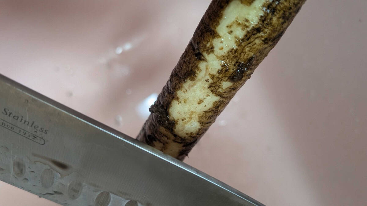 Scraping the skin off a burdock root with a kitchen knife over the sink, showing the pale flesh underneath