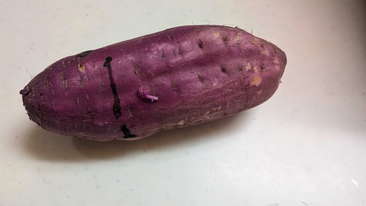 A whole Japanese sweet potato (satsumaimo) with purple skin on a kitchen counter